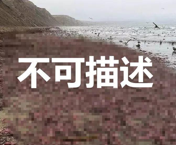 成千上万条"JJ鱼"惊现美国海滩，东莞人：仔细好食！
