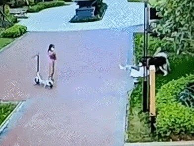 吓人！东莞小女孩遭邻居宠物狗疯狂扑咬，头部被咬伤！