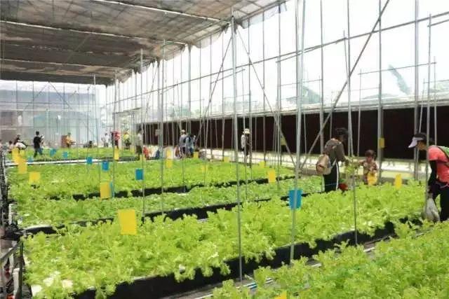 东莞最新网红休闲胜地~12.8元抢东江印象生态园观光票，海上丝路长廊、印象风车、孔雀观赏····休闲假日！秋游拍摄~共度欢乐时光