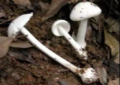 真有人用银器验毒！结果一家四口全被放倒！