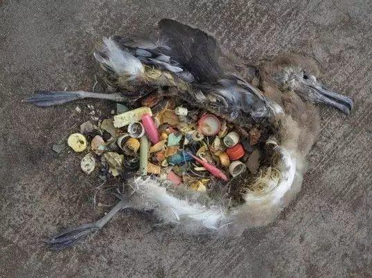 真的！东莞沙田惊现一条比人还大的鱼！