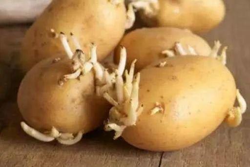 阿伯连食3天这种蔬菜，搞到胃出血！医生：不是人人能吃的...