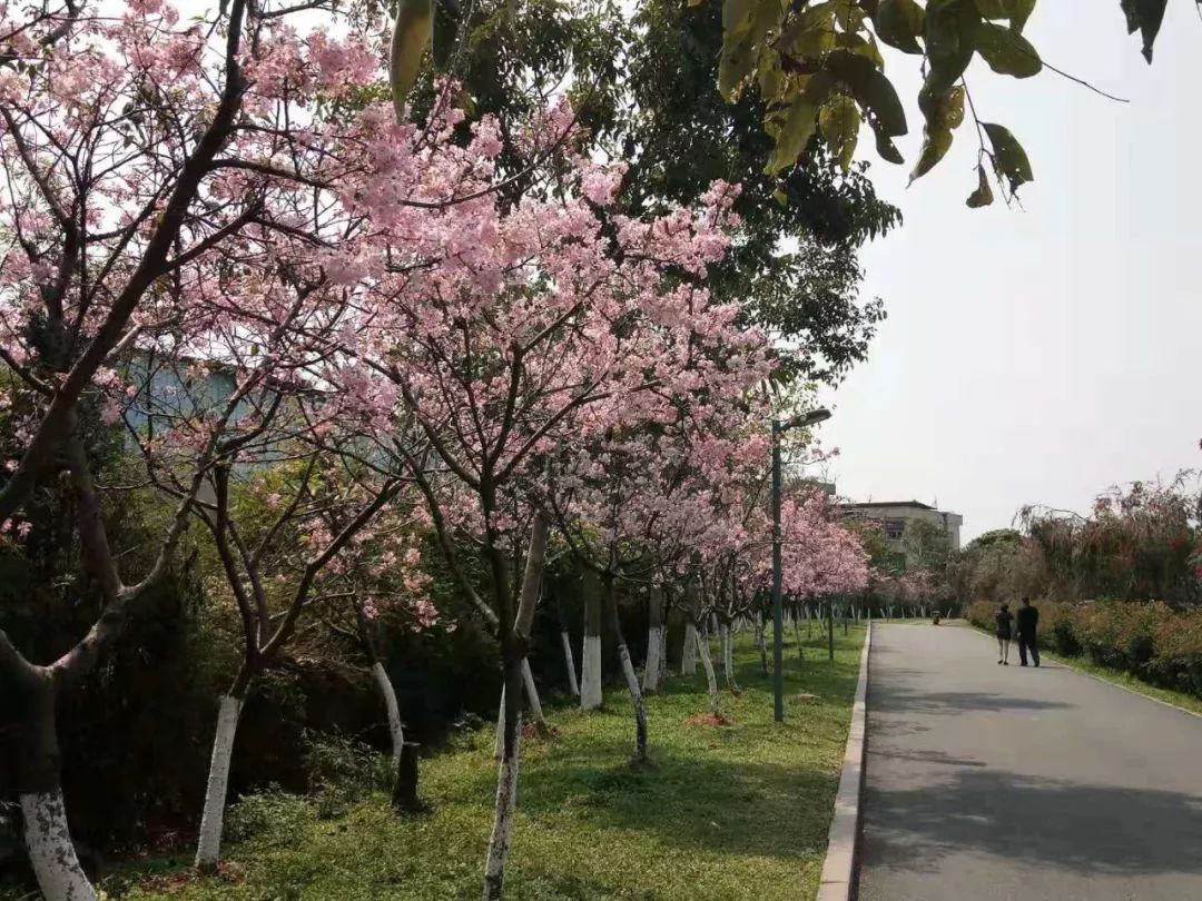 东莞绝美"樱花海"刷屏朋友圈！一夜之间惊艳绽放，赶快去打卡！