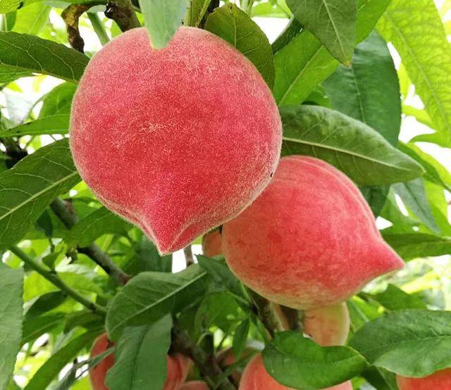第一波水蜜桃新鲜上市！超级秒杀!!!春雪蜜桃5斤29.9元!又脆又甜又红又大!