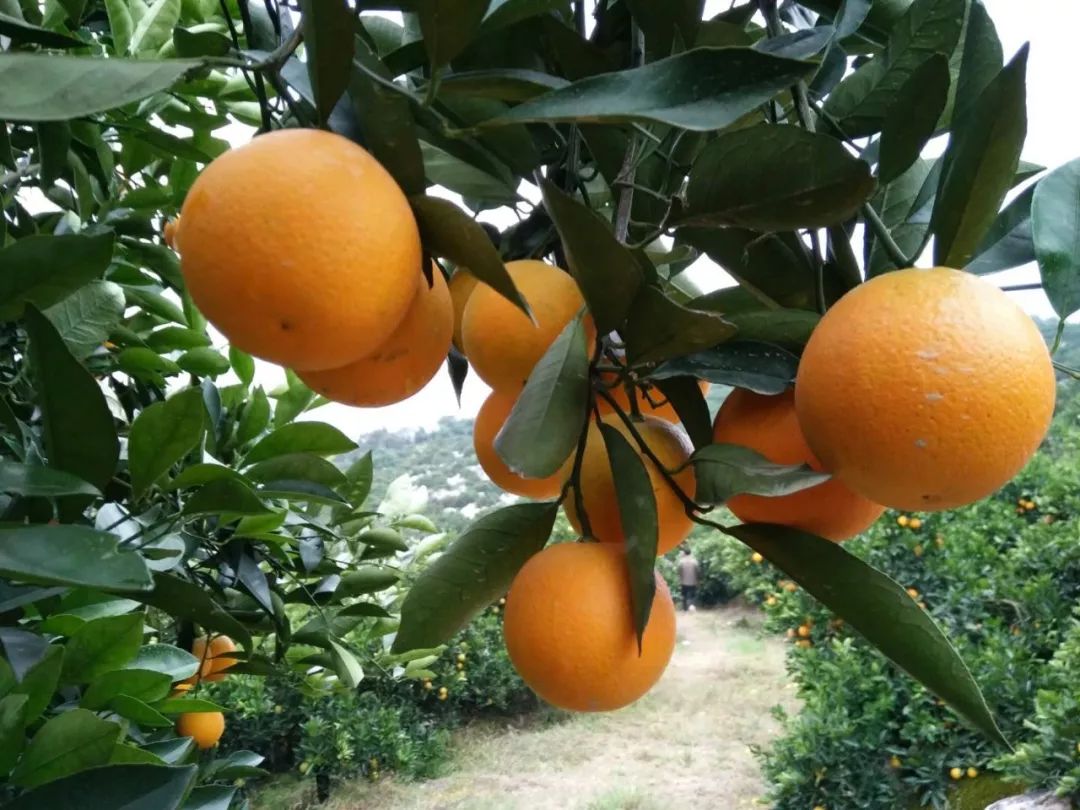 助力麻阳冰糖橙走出大山，留守老人一生良心种植，5斤仅19.9元，甜润爽口，生态健康！