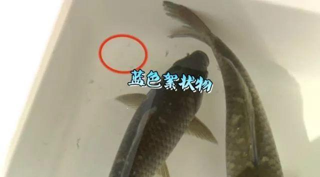 警惕！东莞多家海鲜档被检出高致癌物！速度告知家人！
