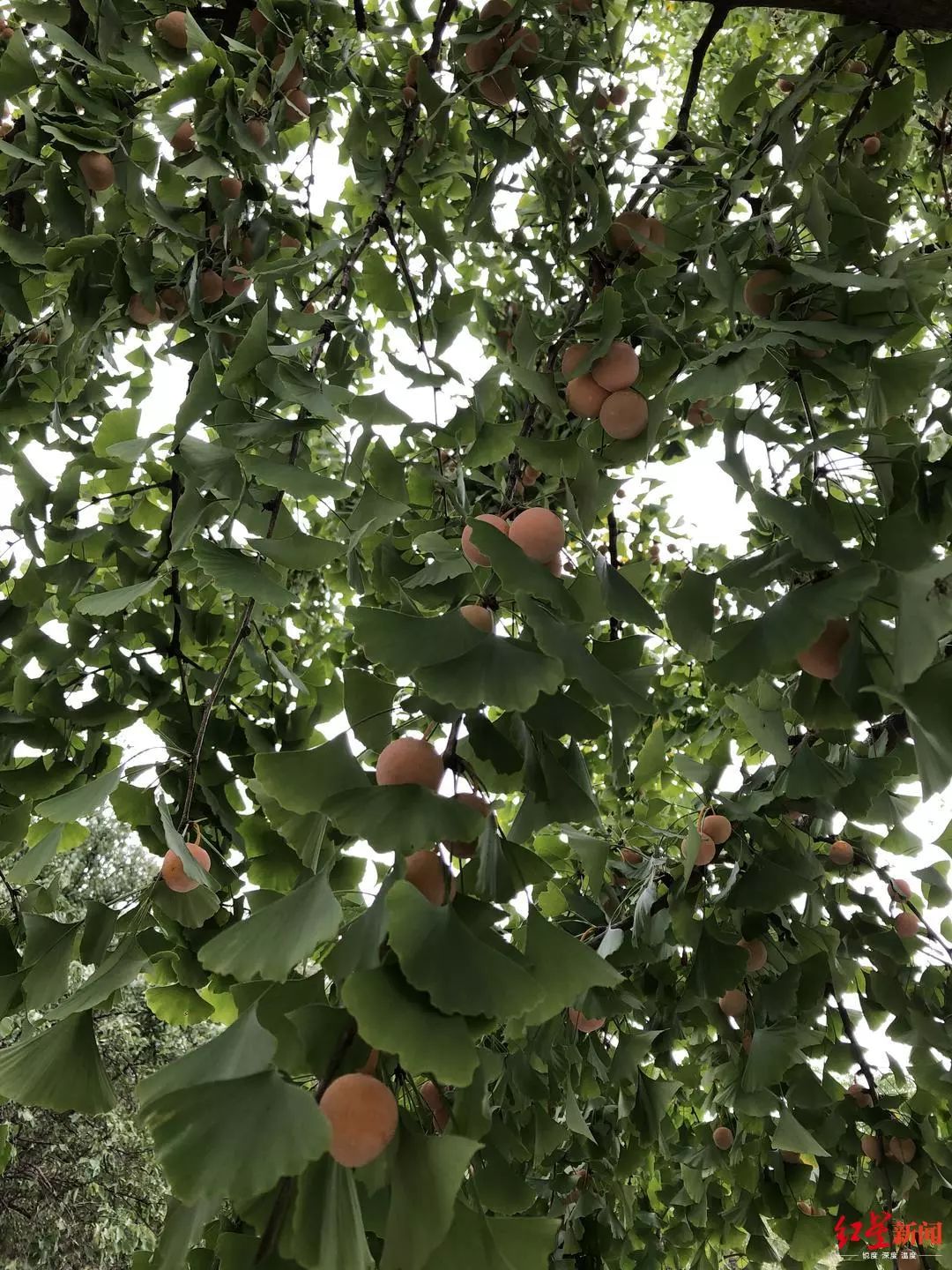 紧急提醒！这种果子随处可见，但千万别捡！不少人都遭了...