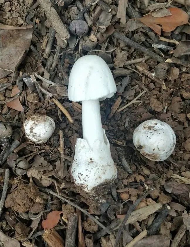 东莞人注意！广东“头号毒菇杀手”出现！已有多人中招！