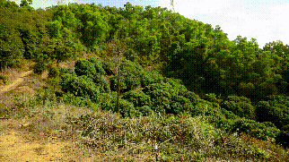 凌晨4点，200余名警力突袭清溪、塘厦、樟木头等这些窝点！现场画面曝光…