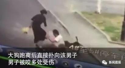 女子遛3只狗不牵绳！男子遭狗撕咬受伤严重，缝了30多针