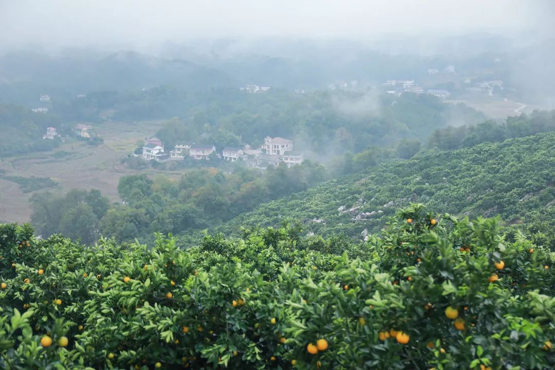 助力麻阳冰糖橙走出大山，留守老人一生良心种植，5斤仅19.9元，甜润爽口，生态健康！