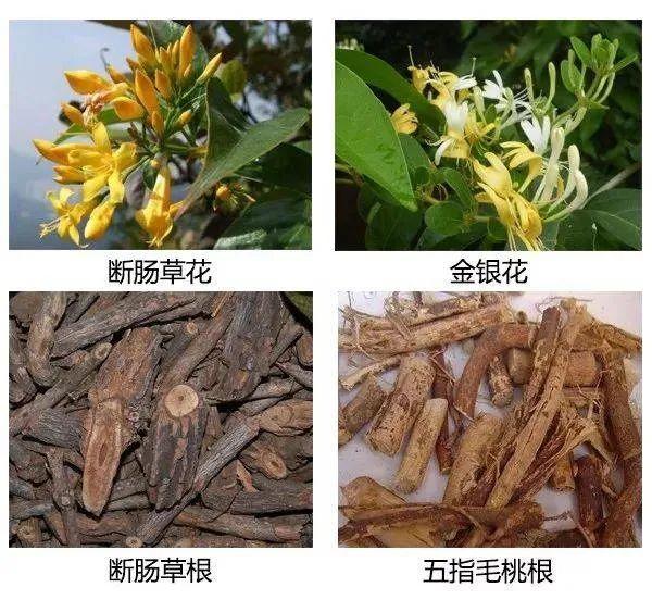 一家5口中毒入院，其中1人昏迷不醒！起因竟是一碗凉茶...