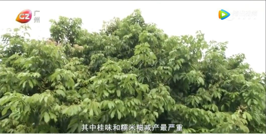 难受！今年东莞荔枝大减产！价格最高上涨10倍，可能要超40元/斤！