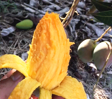 9.9超划算！越南青皮甜心芒黄金果肉！细嫩爽滑，回购率99%~"