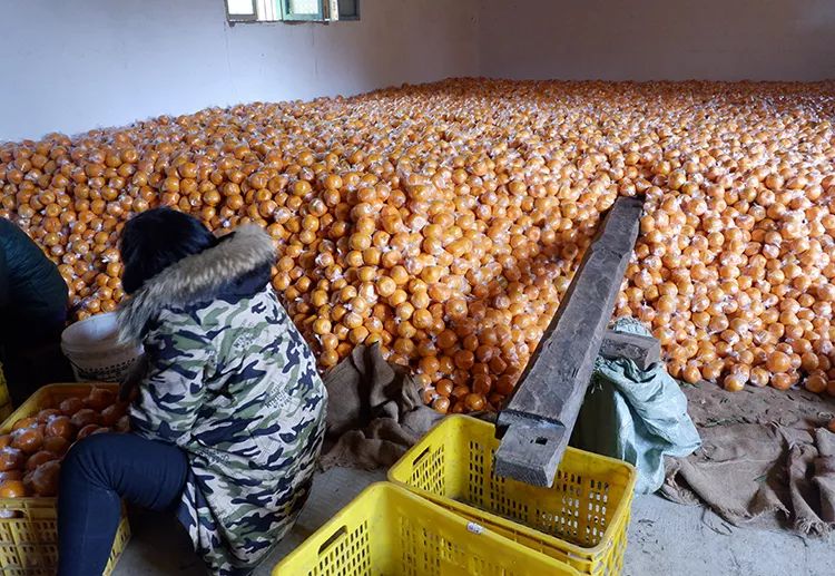 紧急！年关将至，湖南保靖4万吨富硒椪柑大面积滞销，即将烂在家里！时间紧迫，请大家帮帮他们寻找销路
