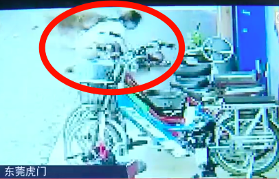 揪心！东莞一3岁男童被疯狗撕咬15秒！监控视频记录了下来！