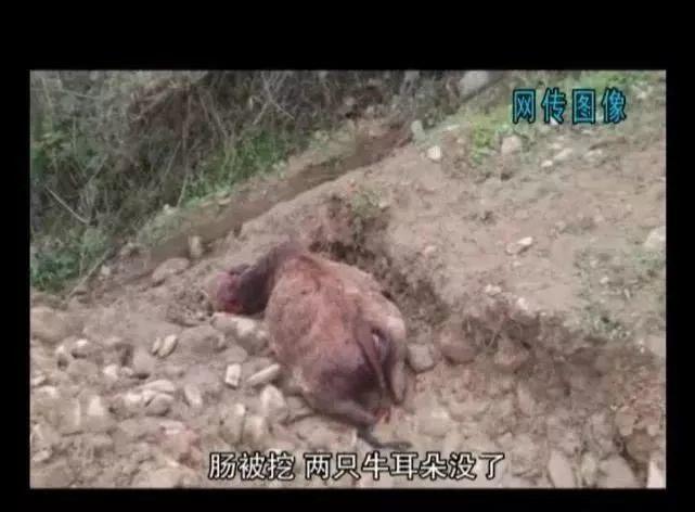 广东不明野兽再行凶！豹猫被咬死，有村民目击它被5个黑影围攻！