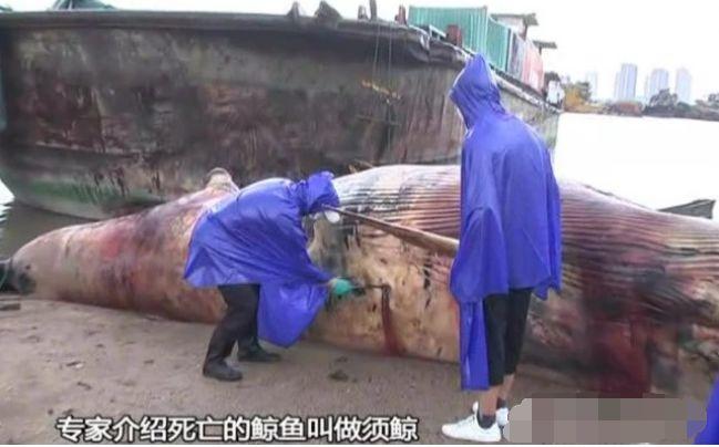 真的！东莞沙田惊现一条比人还大的鱼！