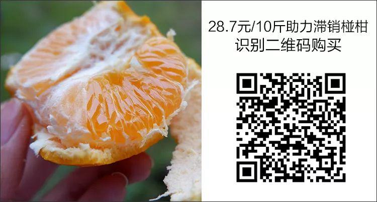 紧急！年关将至，湖南保靖4万吨富硒椪柑大面积滞销，即将烂在家里！时间紧迫，请大家帮帮他们寻找销路