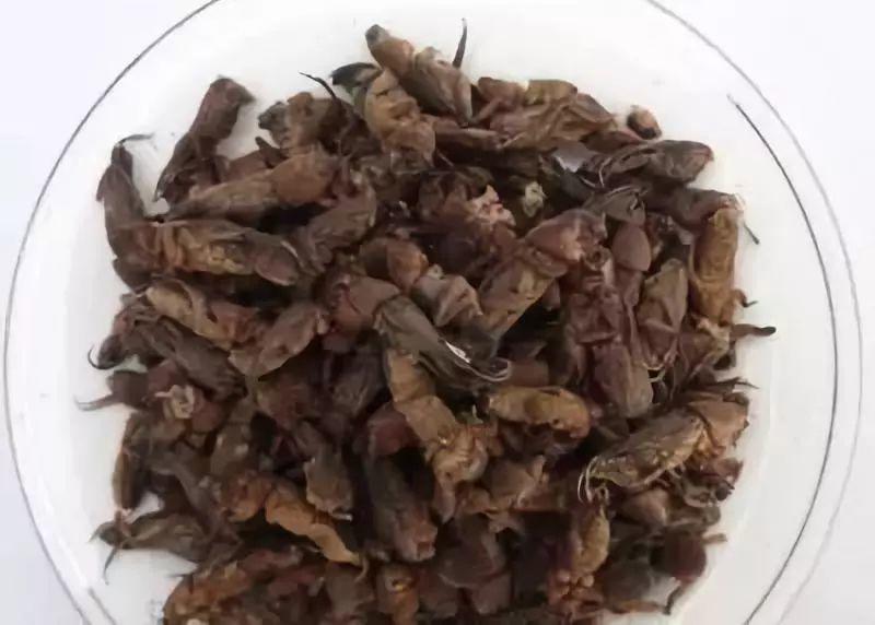 东莞随处可见的虫，网上竟卖到798蚊/斤！比禾虫还贵！