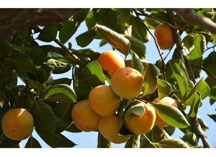 广西桂林恭城厚霜柿子饼，1元/个包邮！ 柿饼的白霜能吃吗？