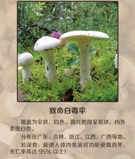 东莞人注意!广东“头号毒菇杀手”出现!已有多人中招!