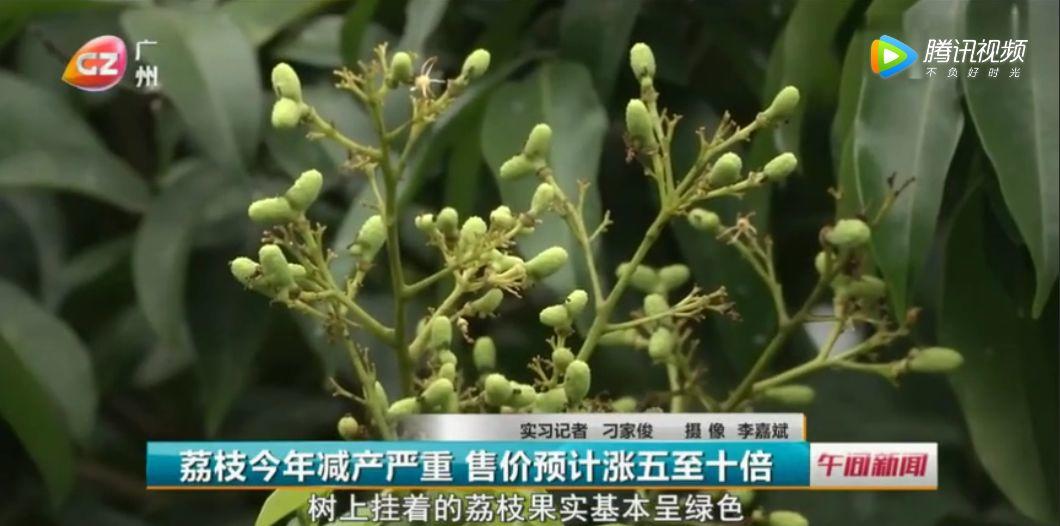 难受！今年东莞荔枝大减产！价格最高上涨10倍，可能要超40元/斤！