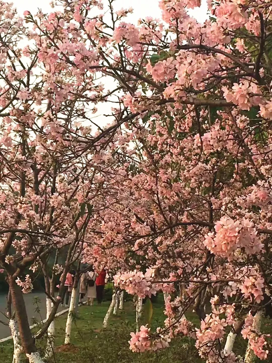 东莞绝美"樱花海"刷屏朋友圈！一夜之间惊艳绽放，赶快去打卡！