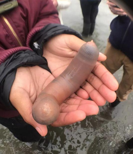 成千上万条"JJ鱼"惊现美国海滩，东莞人：仔细好食！