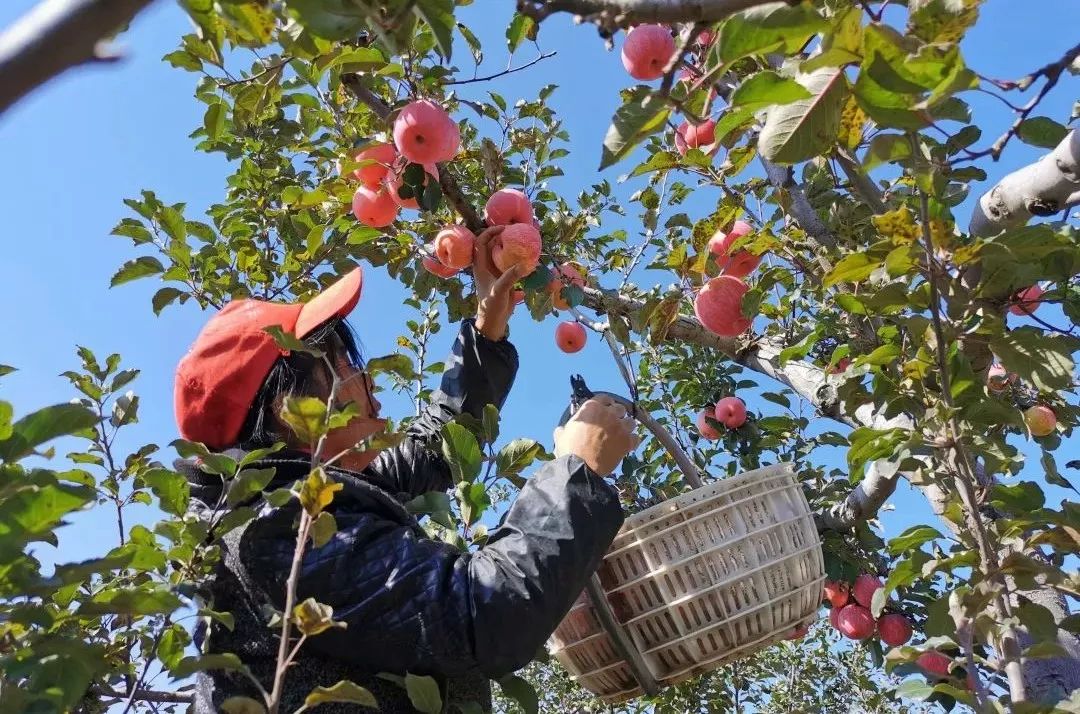 【39.9/10斤】正宗陕西洛川红富士苹果，70％冰糖心，脆甜多汁，顺丰包邮，一代老农对生态种植的坚守，吃出儿时的味道！
