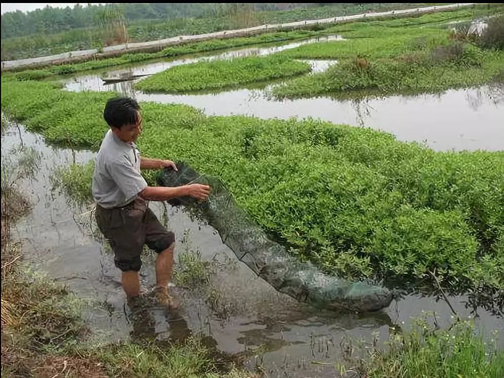 小龙虾的致命真相：全世界都不敢吃，中国人却还被蒙在鼓里！