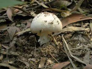 东莞人注意！广东“头号毒菇杀手”出现！已有多人中招！