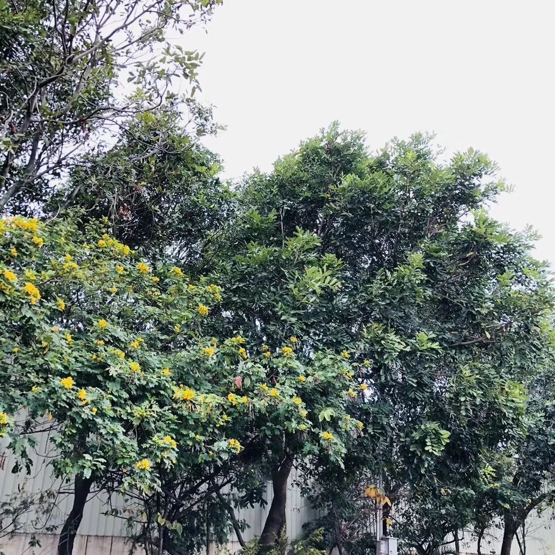 刷爆朋友圈的石排樱花美食节，你去了吗？网友到现场发现…