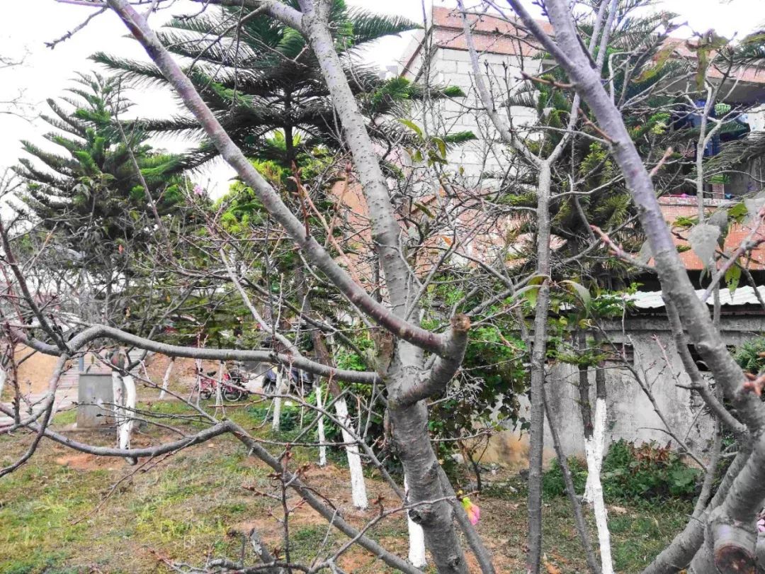刷爆朋友圈的石排樱花美食节，你去了吗？网友到现场发现…