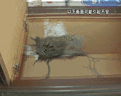 吓哭！太多多多……了！最近东莞人被吓得不敢开灯，只因它们又来轰炸了！