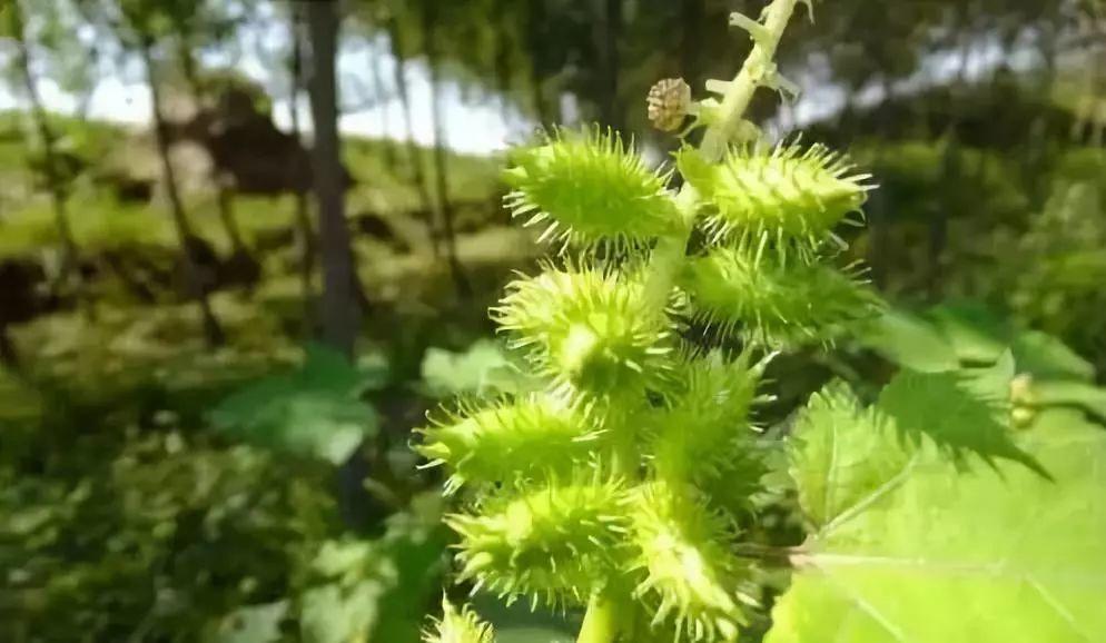 一家5口中毒入院，其中1人昏迷不醒！起因竟是一碗凉茶...