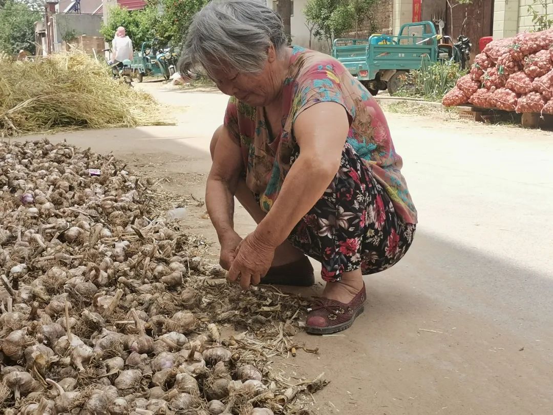 暴跌！河南中牟900万斤紫皮大蒜价格暴至冰点，12.9元/箱包邮，老人含泪求助，恳请您帮忙转发助力，帮助蒜农们度过难关！