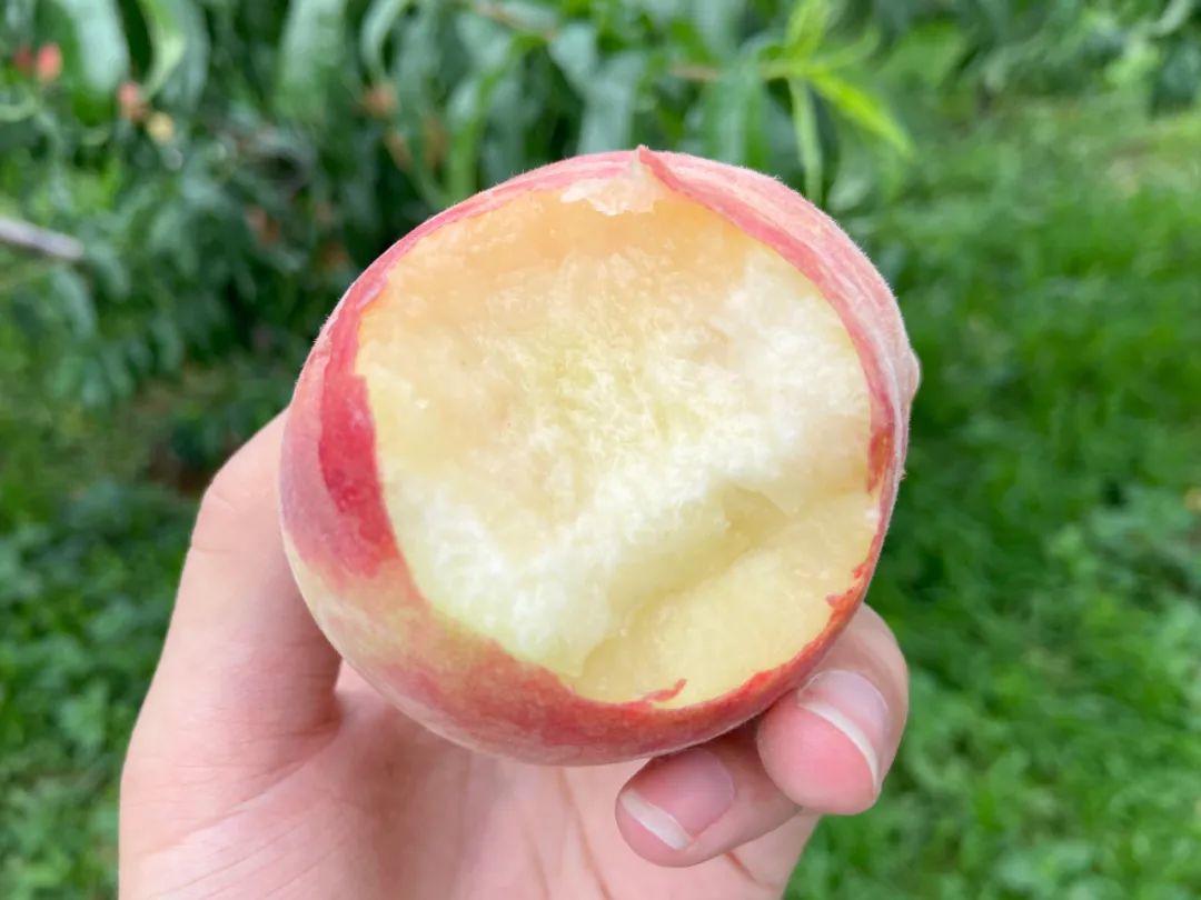 陕西老农50年用心坚守一颗水蜜桃，5斤仅19.8元，红润饱满，清甜多汁！