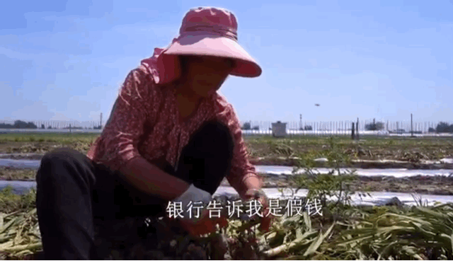 暴跌！河南中牟900万斤紫皮大蒜价格暴至冰点，12.9元/箱包邮，老人含泪求助，恳请您帮忙转发助力，帮助蒜农们度过难关！