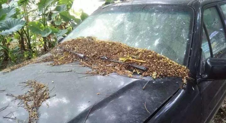 东莞有谁认识这部粤S跑车！告诉他，他要火了！