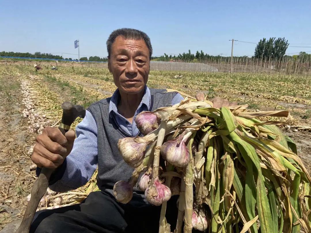 暴跌！河南中牟900万斤紫皮大蒜价格暴至冰点，12.9元/箱包邮，老人含泪求助，恳请您帮忙转发助力，帮助蒜农们度过难关！