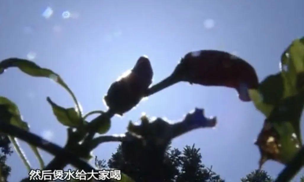 一家5口中毒入院，其中1人昏迷不醒！起因竟是一碗凉茶...