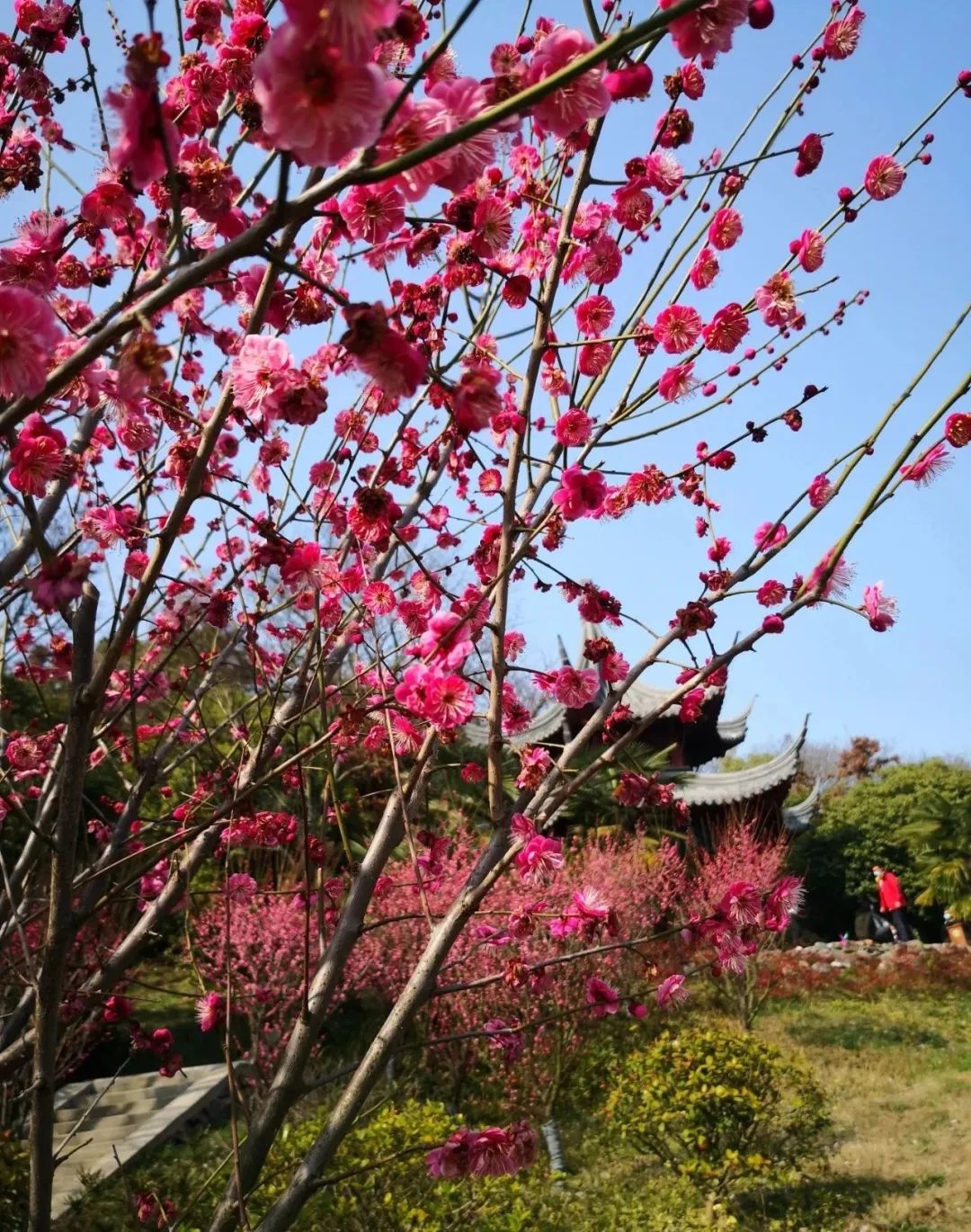 疫情结束后，想和你一起去看隐贤山庄的春天....