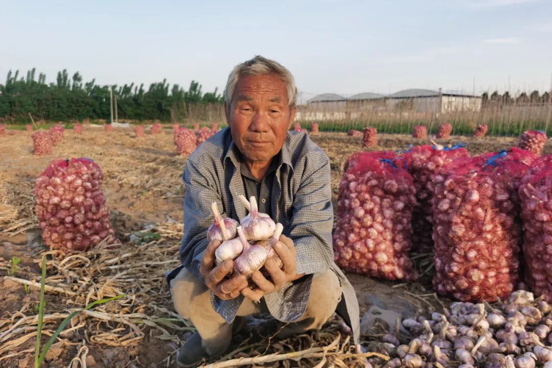 暴跌！河南中牟900万斤紫皮大蒜价格暴至冰点，12.9元/箱包邮，老人含泪求助，恳请您帮忙转发助力，帮助蒜农们度过难关！