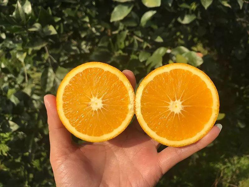 助力麻阳冰糖橙走出大山，留守老人一生良心种植，5斤仅19.9元，甜润爽口，生态健康！