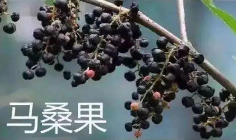 注意! 吃了这种果子, 4个孩子在路边呕吐, 一人昏迷! 东莞特别多....
