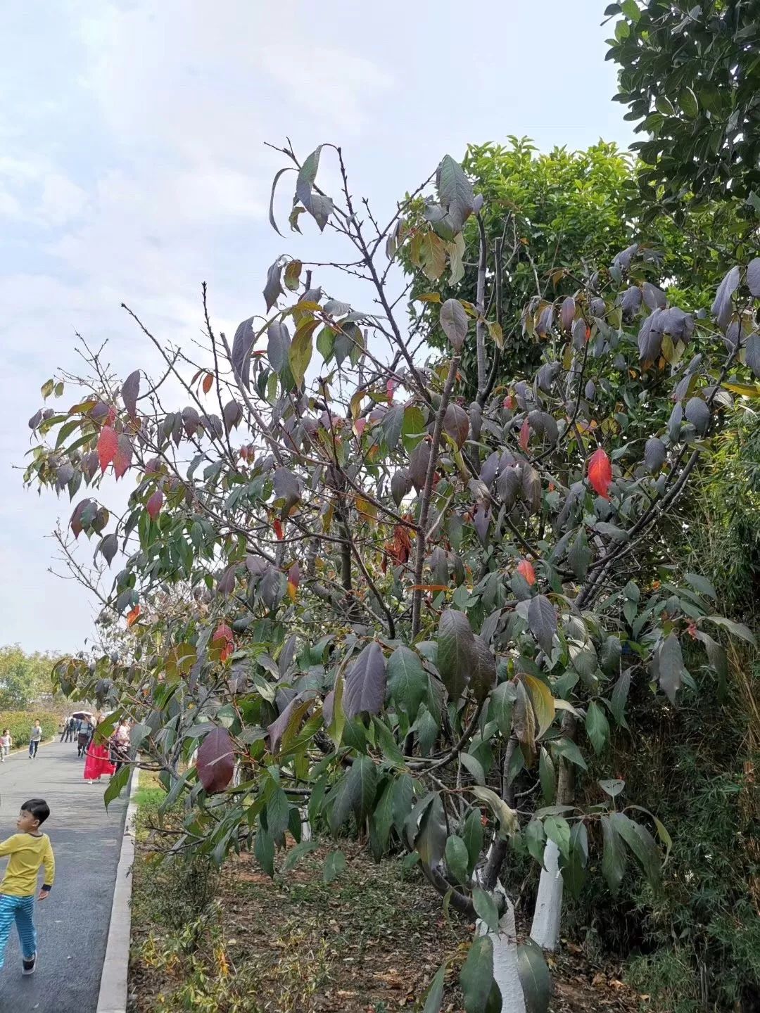 刷爆朋友圈的石排樱花美食节，你去了吗？网友到现场发现…