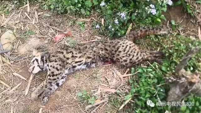 广东不明野兽再行凶！豹猫被咬死，有村民目击它被5个黑影围攻！