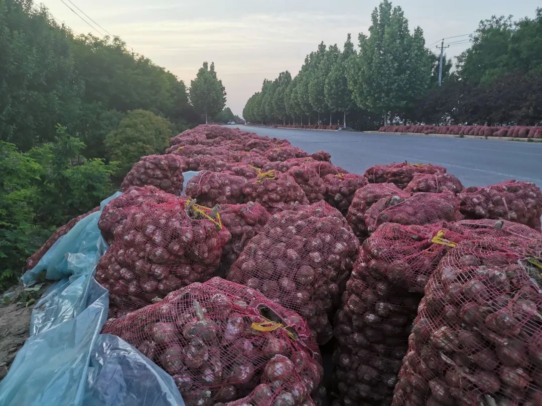 暴跌！河南中牟900万斤紫皮大蒜价格暴至冰点，12.9元/箱包邮，老人含泪求助，恳请您帮忙转发助力，帮助蒜农们度过难关！