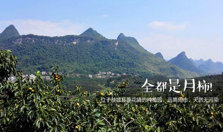 广西桂林恭城厚霜柿子饼，1元/个包邮！ 柿饼的白霜能吃吗？